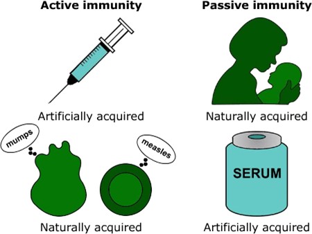 types of immunity - active: artificially acquired/ naturally acquired. Passive immunity: naturally acquired, artificially acquired. i